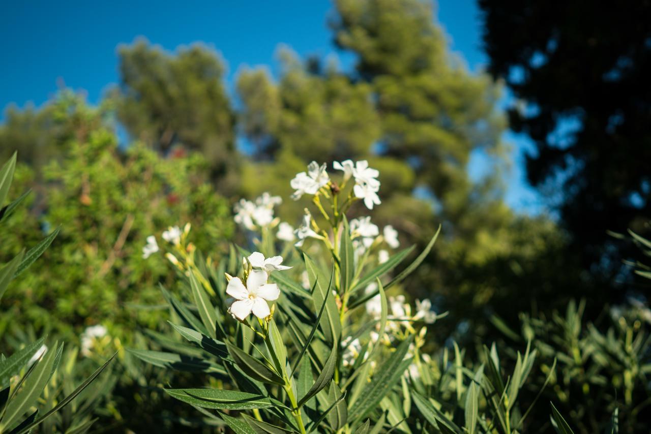 Domaine De Saint Clair Bed and Breakfast Aix-en-Provence Exteriör bild